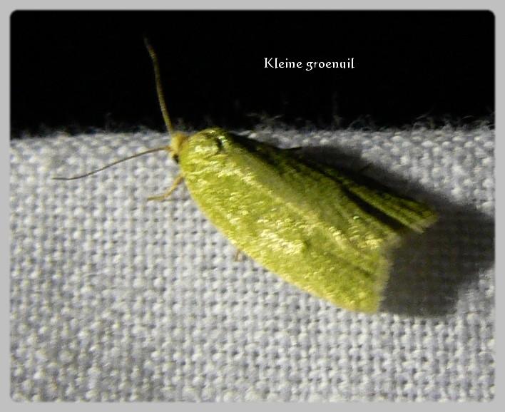 kleine groenuil.jpg - Kleine groenuil - Earias clorana